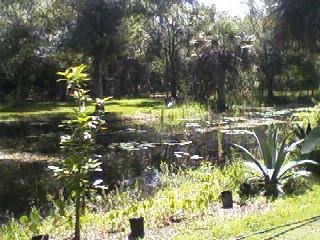 The pond