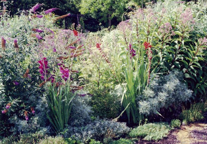 Gladiolus, Buddleia, Artemisia, and Eupatorium